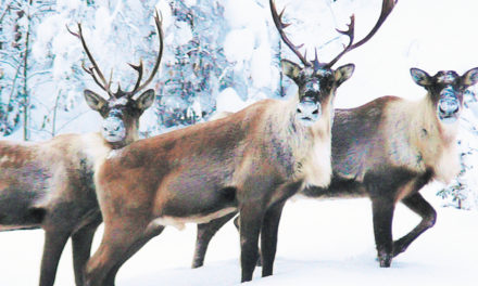 The Three Other Reindeer