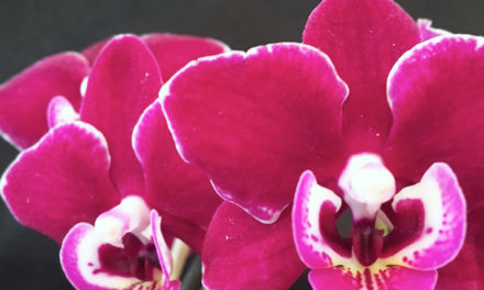 Ironwood Estates Orchids Free Open House Feb. 9-14