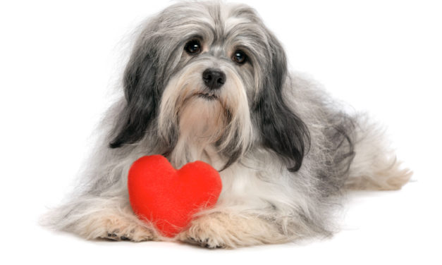 Humane Society Of Catawba County Offers $15 Heartworm Test For Doggos Throughout May!