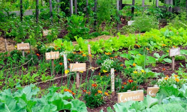 Vegetable Gardening For A Resilient Community At Advanced Gardener Series On Thurs., May 10