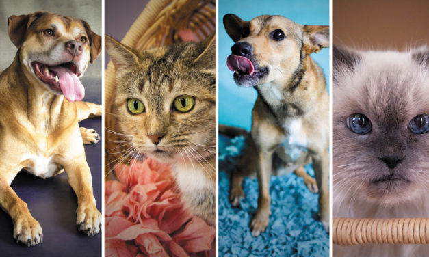 These Pets Have Been Waiting For Families For A Very Long Time At Local Humane Society