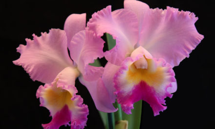 Ironwood Estate Orchids Annual Sale & Open House, 9/16 – 9/22