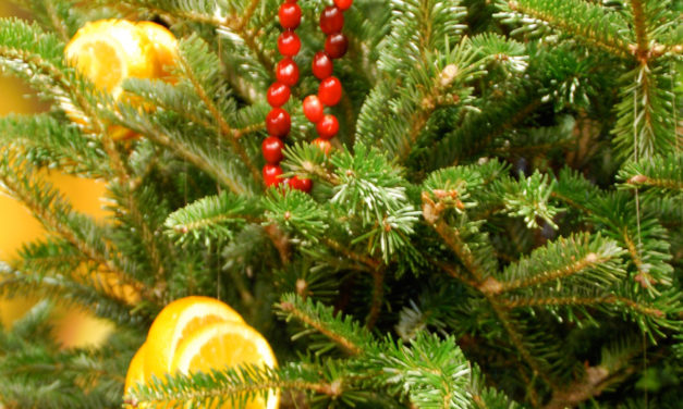 Recycle! Give Your Christmas Tree A Second Life In The LandscapeRecycle! Give Your Christmas Tree A Second Life In The Landscape