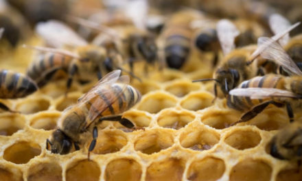 Discover The Art Of Beekeeping At The Library, Jan. 11 & 14
