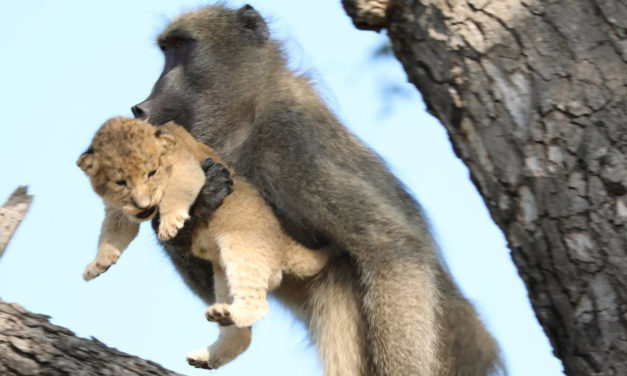 Baboon Grooms Little Lion Cub In South Africa’s Kruger Park