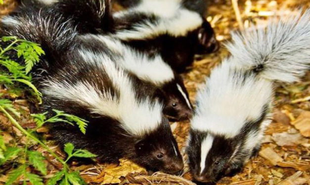 New Molecule That Kills Skunk Odor Grown On Cheerios
