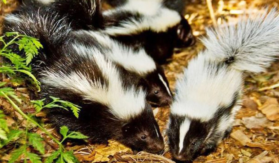 New Molecule That Kills Skunk Odor Grown On Cheerios