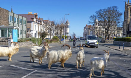 Un-Baa-Lievable! Goats Invade Locked-Down Welsh Town