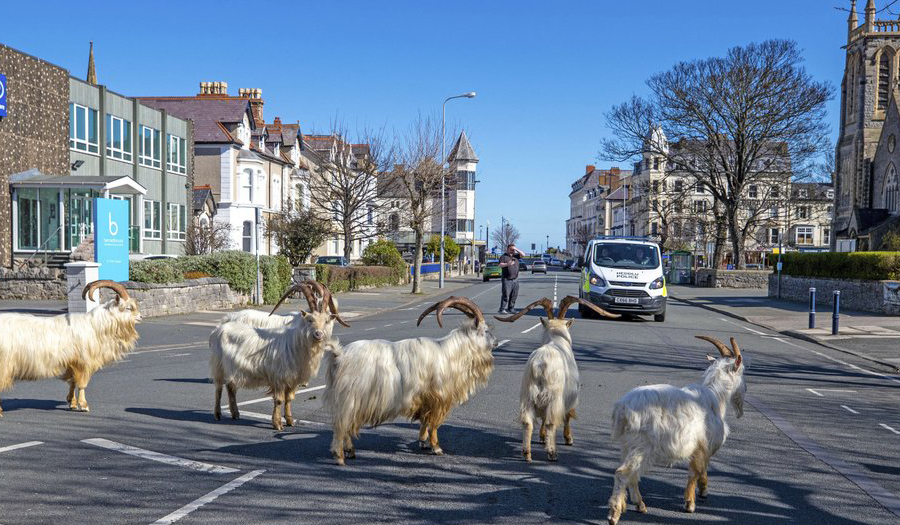 Un-Baa-Lievable! Goats Invade Locked-Down Welsh Town
