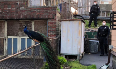 Police Use Mating Call To Catch A Peacock That Escaped Zoo