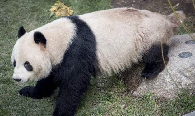 Panda Escaped From  Enclosure At Danish Zoo
