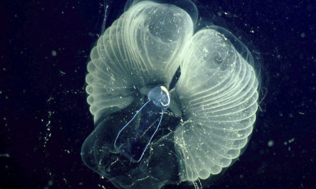 Scientists Learn How Tiny Critters Make Ocean ‘Snot Palaces’