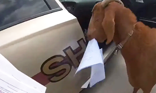 You’ve Goat To Be Kidding! Goat Eats Up Police Papers