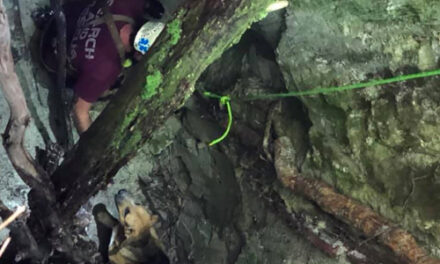 Dog Trapped In 30-Foot Hole Lured To Safety With Beef Jerky