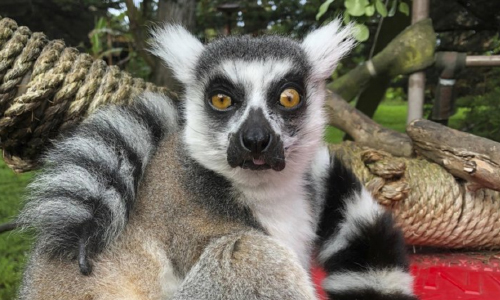 ‘There’s A Lemur!’ 5-Year-Old Helps Crack SF Zoo Theft Case