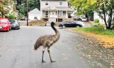 Authorities Use Pear To  Capture Escaped Emu