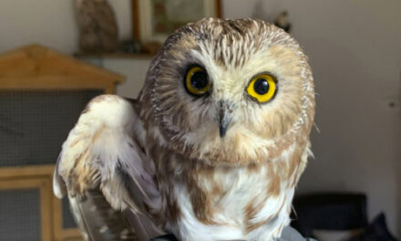 Owl Found In Rockefeller Center Tree Could Take Flight Soon