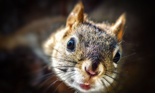 Squirrelly Situation: Critter Causes South Carolina Outages