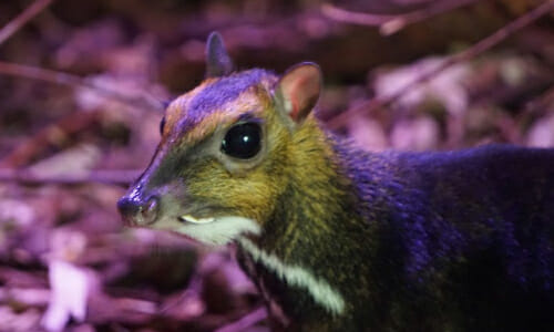 Polish Zoo Captures Rare Mouse-Deer Birth On Video