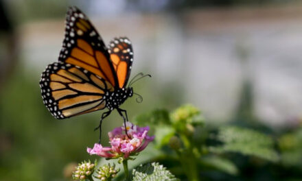 Monarch Butterfly Population Moves Closer To Extinction