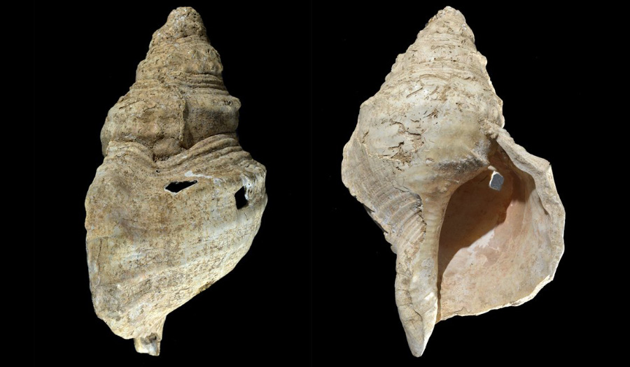 Ancient Shell Horn Can Still Play A Tune After 18,000 Years