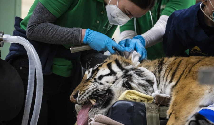 Tiger In Chicago-Area Zoo  Undergoes Second Hip Surgery