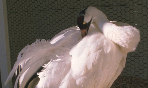 First Whooping Crane Hatched At Foundation In Wisconsin Dies