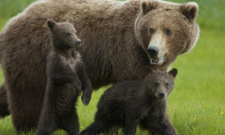 Human Parents Feel For Mama Bear Trying To Corral Her Cubs