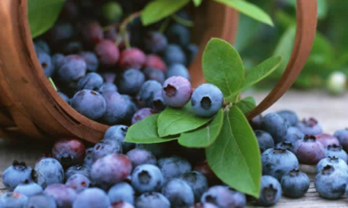 Free Blueberry Pruning Watch Party