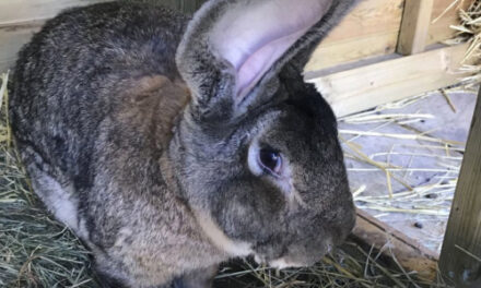 Record Holding Giant Bunny Rabbit Stolen In UK