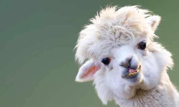 Man Used Fraudulent PPP Loan To Buy Alpaca Farm