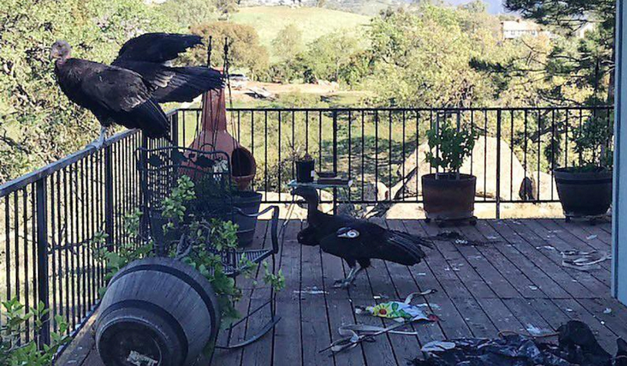 Flock Of Giant California Condors Trashes Woman’s Home