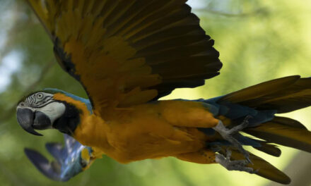 Last Wild Macaw In Rio Is Lonely And Looking For Love