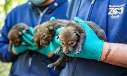 Endangered Red Wolves Born At North Carolina Zoo, Doing Well
