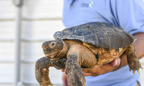 Tortoise Movers Sue For $500K, Say Florida Moved Too Fast
