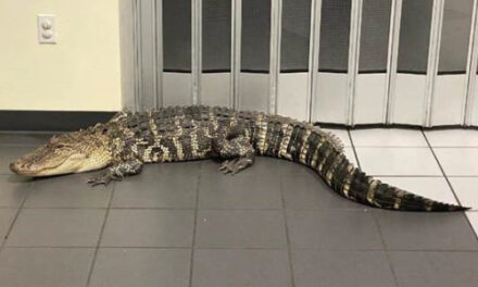 Customer Finds 7-Foot Gator  Inside Florida Post Office