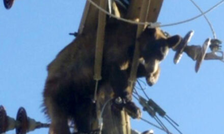 Bear Found Stuck On Power Pole In Southern Arizona City
