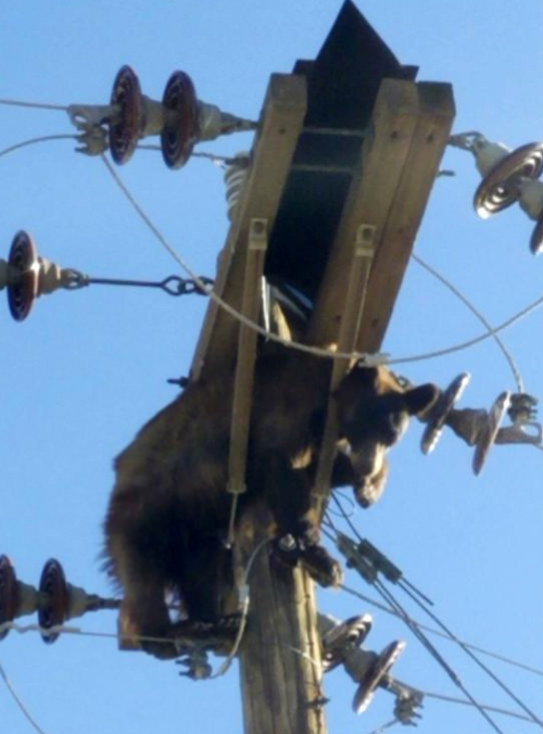 Bear Found Stuck On Power Pole