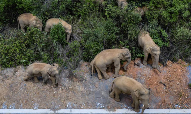 Don’t Gawk Or Give Food To Wandering Elephants In China