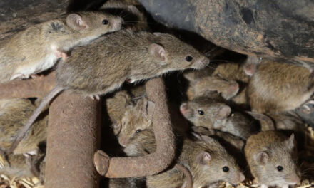 Australian Prison To Be  Evacuated After Mice Move In