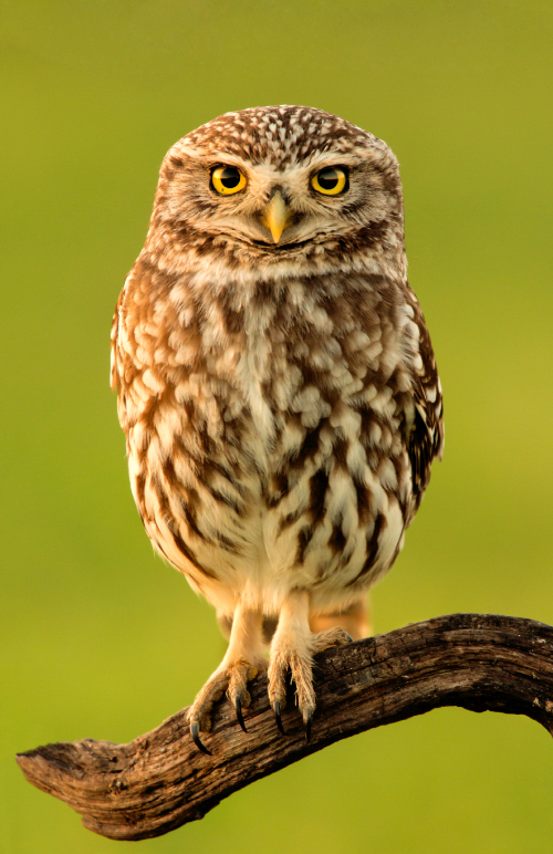 Register For Discover Owls