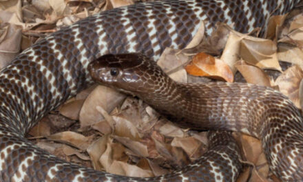 Venomous Snake On The Loose In North Carolina Capital