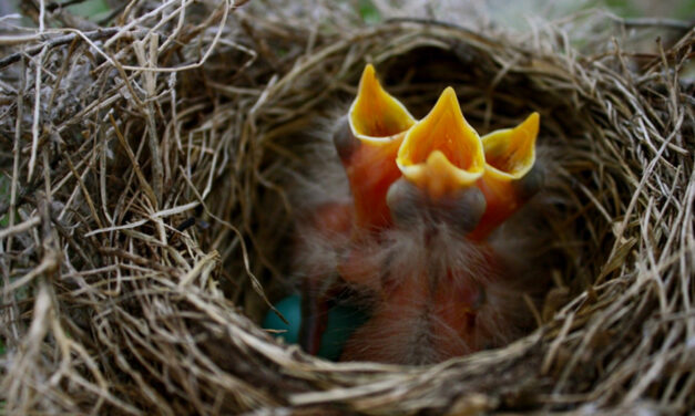 Scientists Hail Golden Age To Trace Bird Migration With Tech