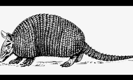The Day of the Armadillo
