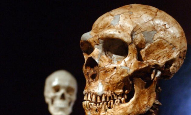 Study Shows Just 7% Of Our DNA Is Unique To Modern Humans