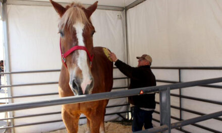 World’s Tallest Horse, Big Jake, Dies In Wisconsin At Age 20