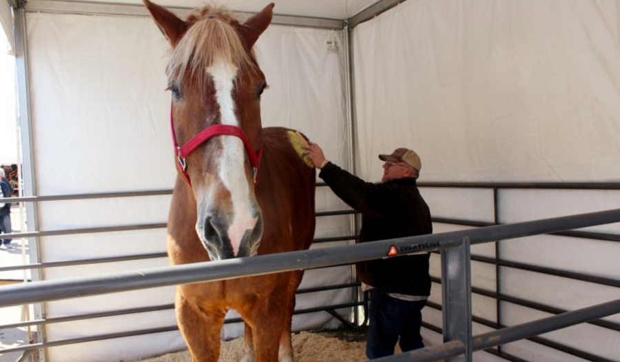 World’s Tallest Horse, Big Jake, Dies In Wisconsin At Age 20