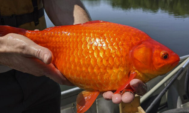 Unwanted Pets: Giant Goldfish Turn Up In Minnesota Waterways