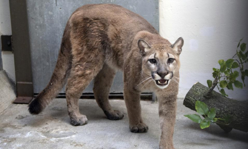 Cougar That Was Kept As Illegal Pet