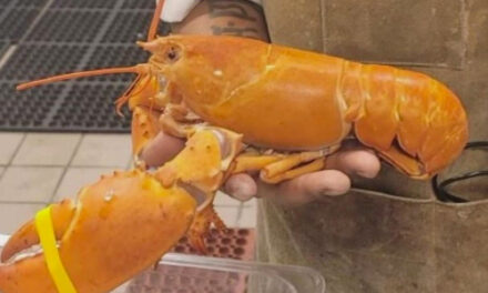Rare Orange Lobster Saved And Donated To Arizona Aquarium